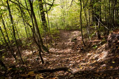 Orman yolu ve güz yaprakları gün boyunca