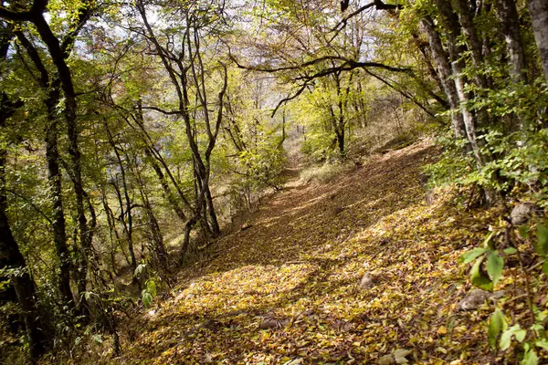 Orman yolu ve güz yaprakları gün boyunca