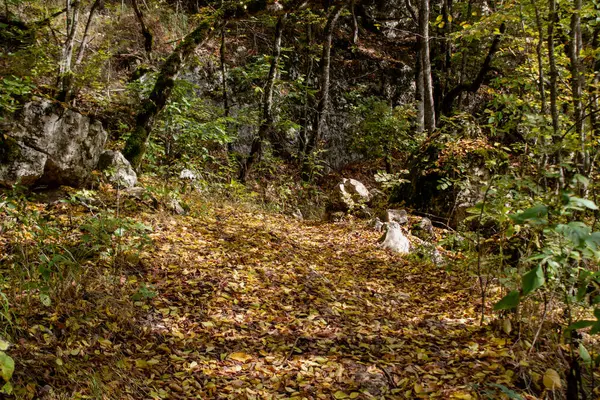 stock image Forest path and autumn leaves during the day