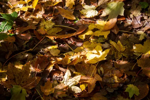Herbstblätter Wald Als Hintergrund — Stockfoto
