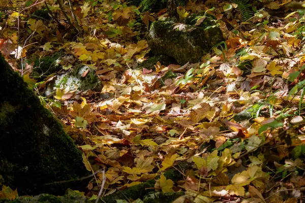 Herbstblätter Wald Als Hintergrund — Stockfoto