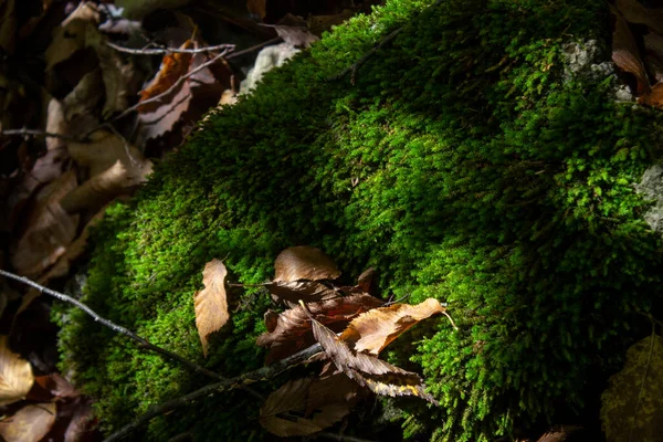 Mousse Germé Sur Arbre Dans Forêt Automne — Photo