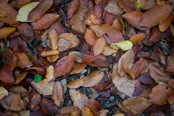 Őszi Levelek Erdőben Mint Háttér — Stock Fotó