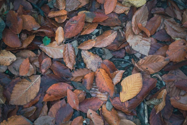 Őszi Levelek Erdőben Mint Háttér — Stock Fotó