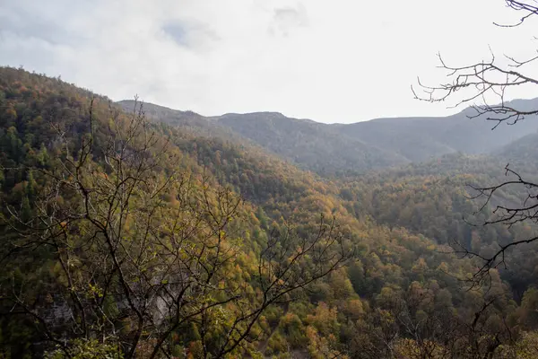 stock image Forest on the mountains during the day