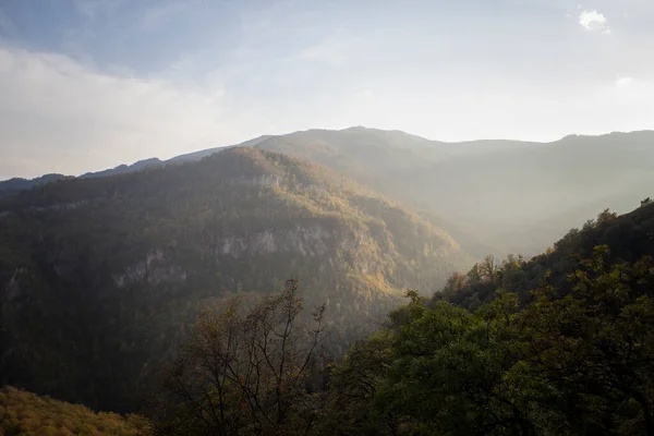 stock image Forest on the mountains during the day