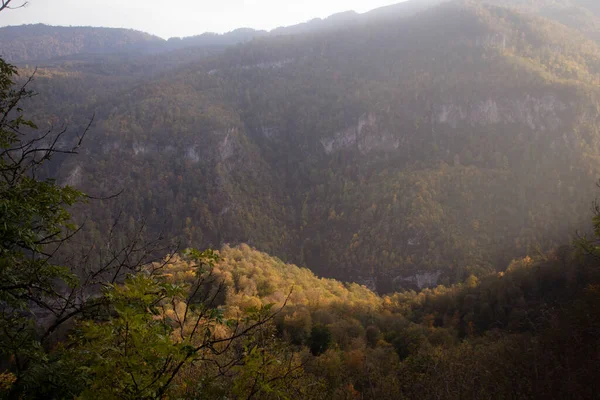 stock image Forest on the mountains during the day