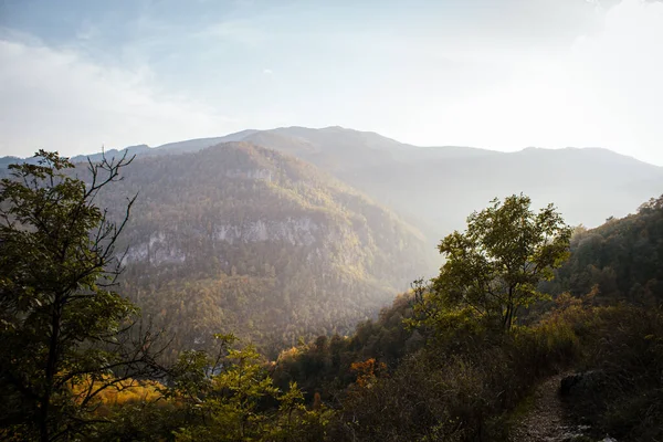 stock image Forest on the mountains during the day