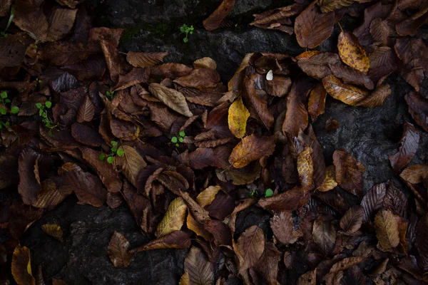 Jesienne Liście Lesie — Zdjęcie stockowe