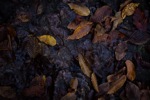 Осіннє Листя Лісі — стокове фото