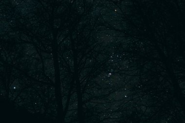 Yıldızlı gökyüzü ve geceleri ağaçlar