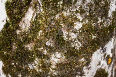 Arka plan olarak bir ağaç gövdesindeki yosun.