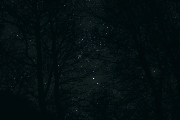 Звёздное Небо Деревья Ночью — стоковое фото