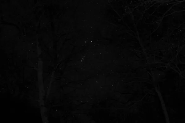 Cielo Estrellado Árboles Por Noche — Foto de Stock