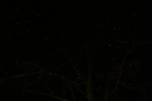 Cielo Estrellado Árboles Por Noche — Foto de Stock