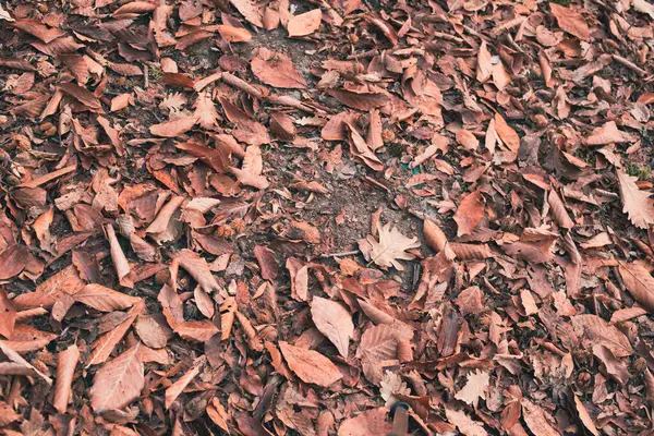Herbstbraune Blätter Als Hintergrund — Stockfoto