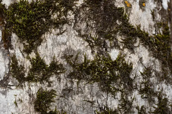 Moss Tree Trunk Background — Stock Photo, Image