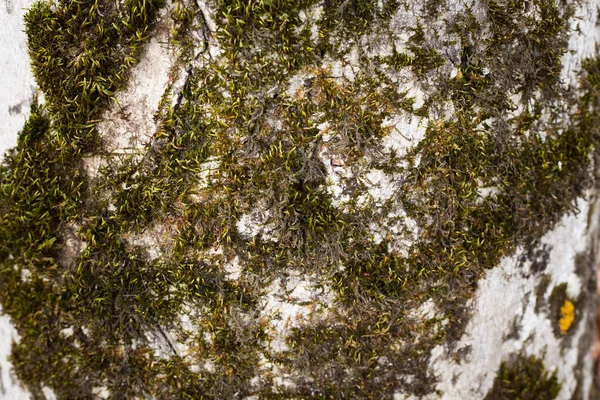 Moss Tronco Árbol Como Fondo — Foto de Stock