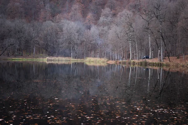 湖上的森林 — 图库照片