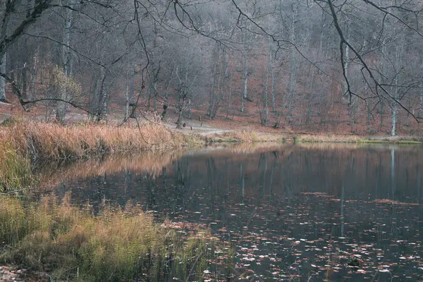 湖上的森林 — 图库照片