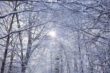 Ormanda ağaçlar kışın karla kaplıdır.