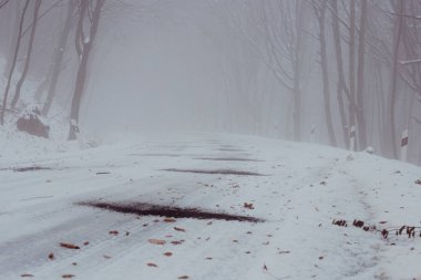 Kışın karlı bir yol sisli bir ormandan geçer.