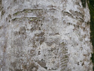 Arkaplan olarak beyaz ağaç gövdesi