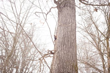 Bir sincap kışın ağaç gövdesine tırmanır.