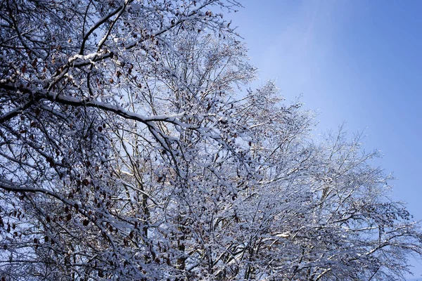 stock image In the forest the trees are covered with snow in winter