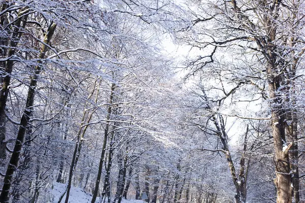 Stock image In the forest the trees are covered with snow