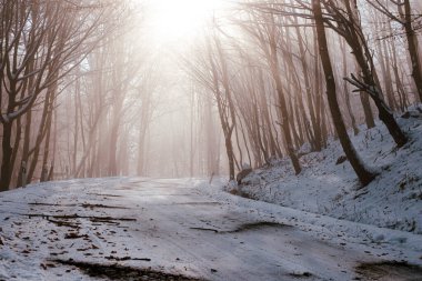 Kışın karlı bir yol sisli bir ormandan geçer.