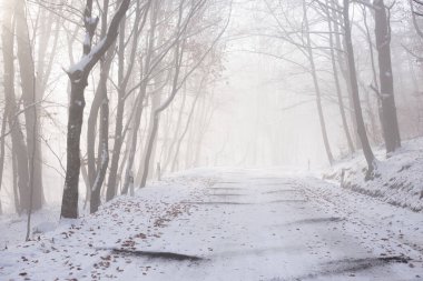 Kışın karlı bir yol sisli bir ormandan geçer.