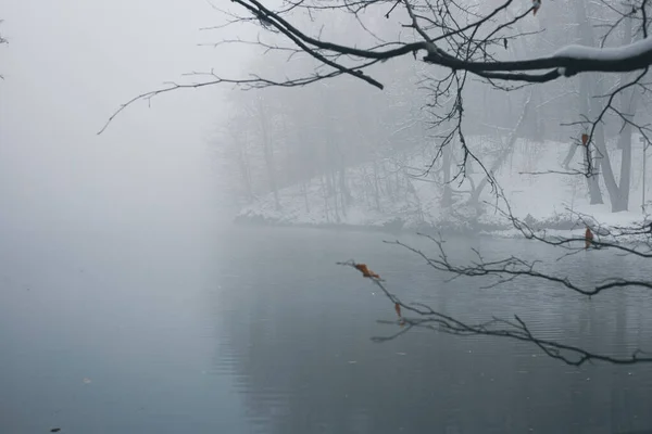 森林被雪覆盖 湖水被雾覆盖 — 图库照片