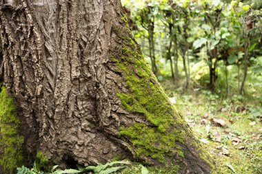 Ormandaki yeşil ağaç gövdesi, kapat.