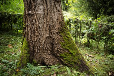 Ormandaki yeşil ağaç gövdesi, kapat.