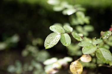 Bahçede yeşil yapraklar