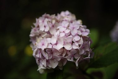 Çiçek açan ortanca çiçeklerinin güneş ışığında yakın plan çekimi.