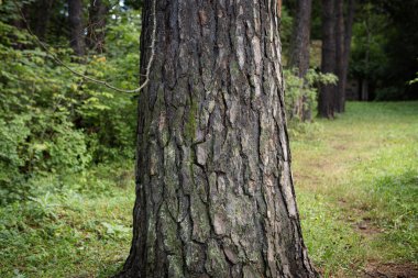 Ağaç yeşil bir yosunla kaplıdır..