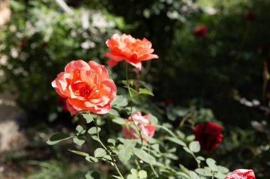 Bahçedeki güzel güller