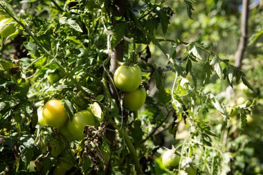 Bahçede olgun domatesler.