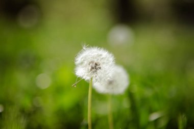 Çayırdaki karahindiba çiçeği, bahar arkaplanı.