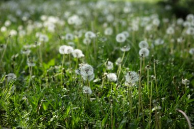 Çayırdaki karahindiba çiçeği, bahar arkaplanı.