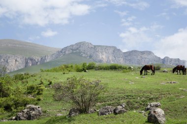 At sürüsü dağlardaki yeşil çimlerde otluyor.