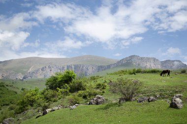 At sürüsü dağlardaki yeşil çimlerde otluyor.