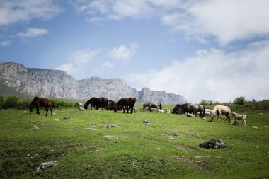 At sürüsü dağlardaki yeşil çimlerde otluyor.