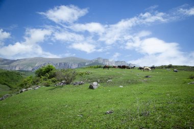 At sürüsü dağlardaki yeşil çimlerde otluyor.