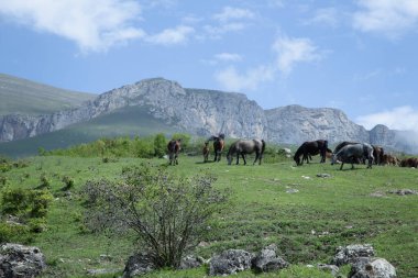 At sürüsü dağlardaki yeşil çimlerde otluyor.