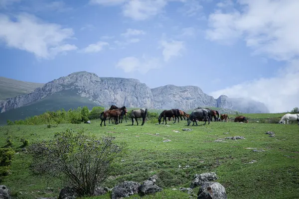 At sürüsü dağlardaki yeşil çimlerde otluyor.