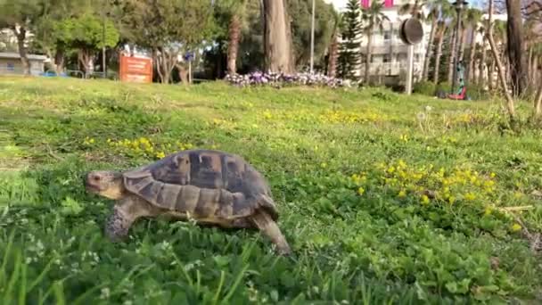 Tortuga Tortuga Mueve Lentamente Través Escena Hierba Verde Caminando Lentamente — Vídeo de stock