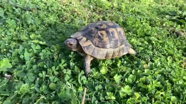 Schildkröte Langsam Bewegt Sich Durch Die Szene Auf Grünem Gras — Stockvideo